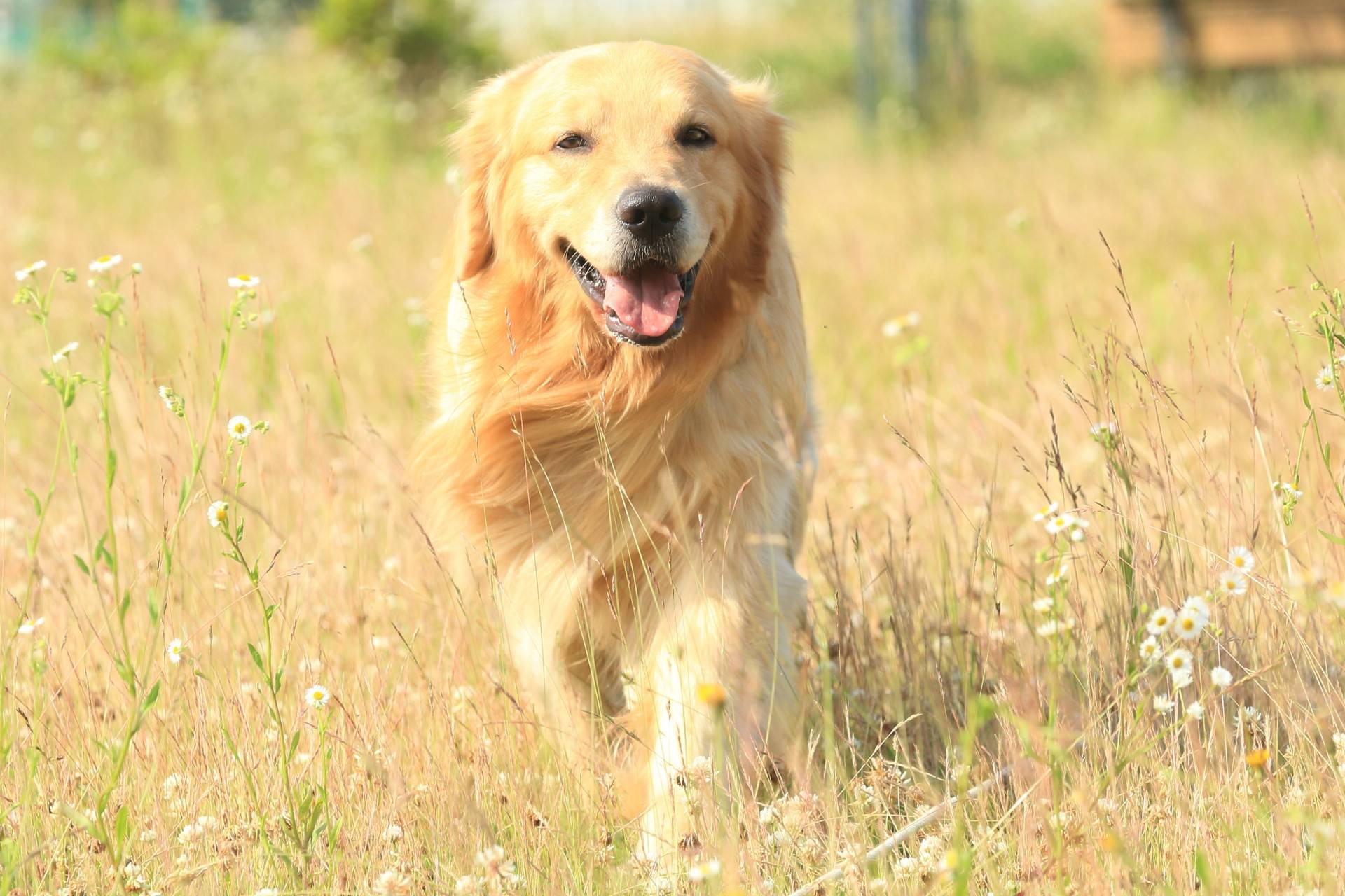 黃金獵犬價格多少？購買與飼養成本的全面分析