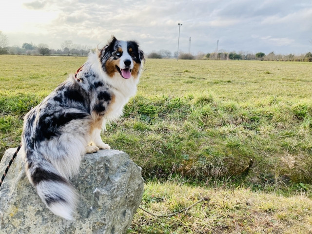 澳洲牧羊犬,澳洲牧羊犬飼養,澳洲牧羊犬幼犬