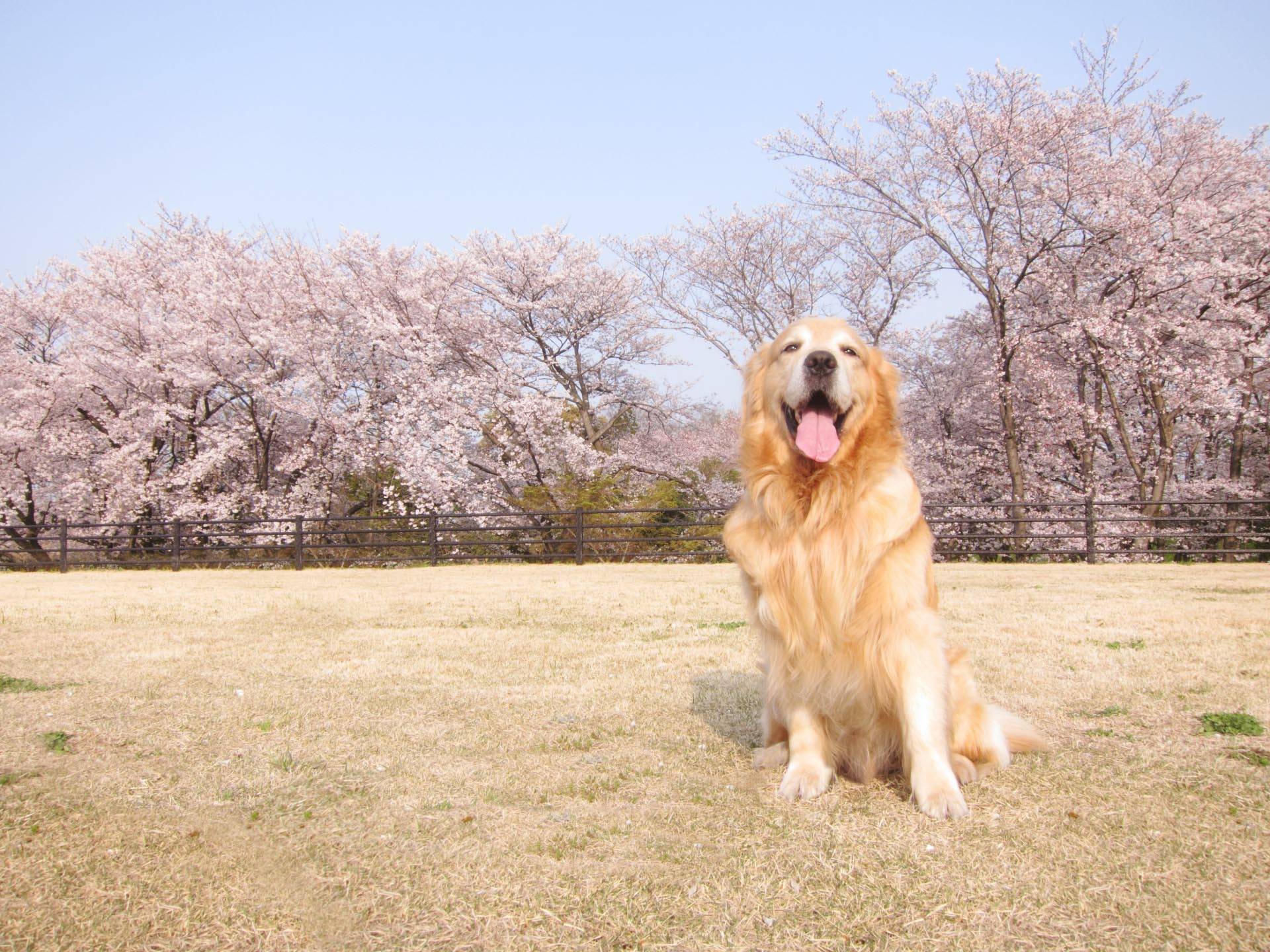 黃金獵犬品種介紹：個性特徵、壽命與飼養技巧全解析