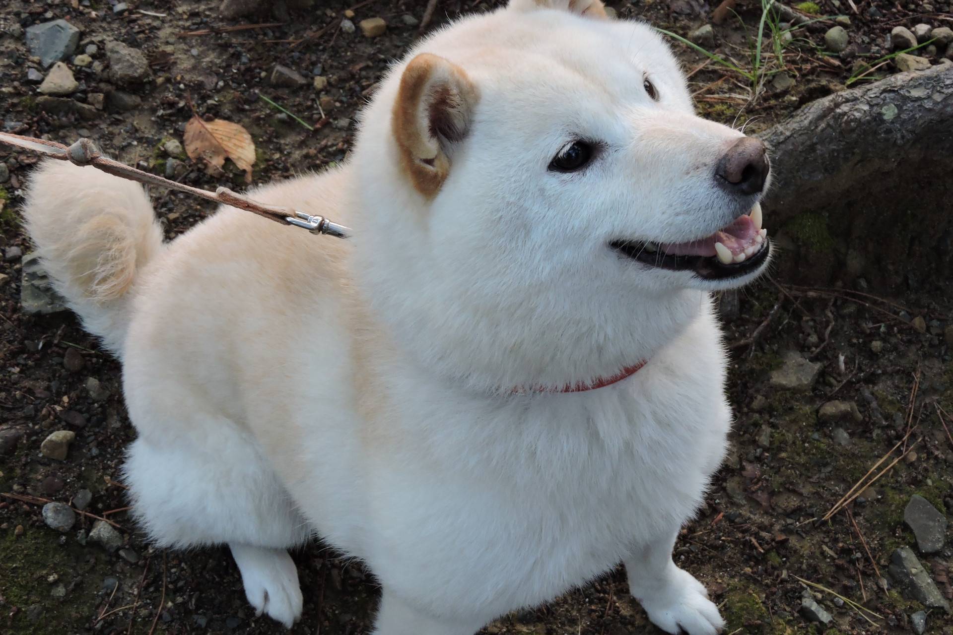 白柴犬價格多少？全面解析白色柴犬的購買成本與飼養開銷