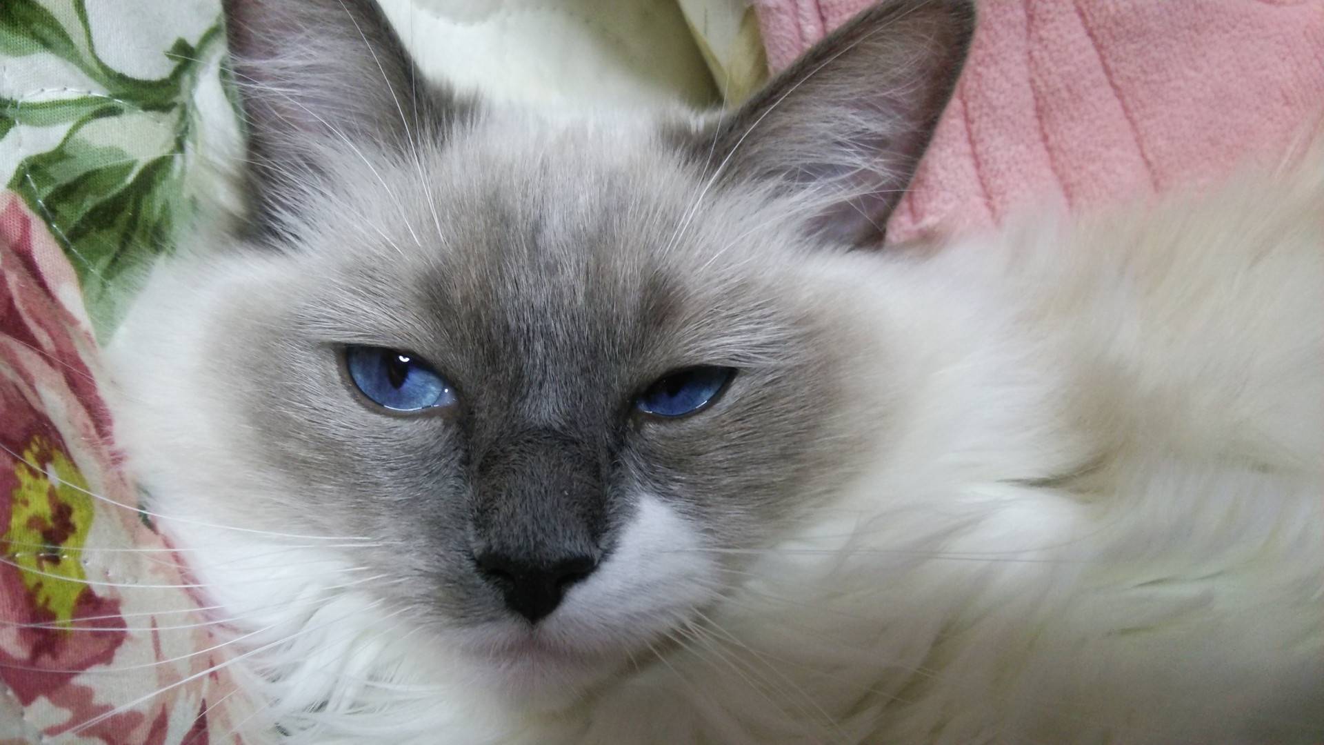 布偶貓照顧指南：從飲食、護理到健康飼養照護一次掌握！