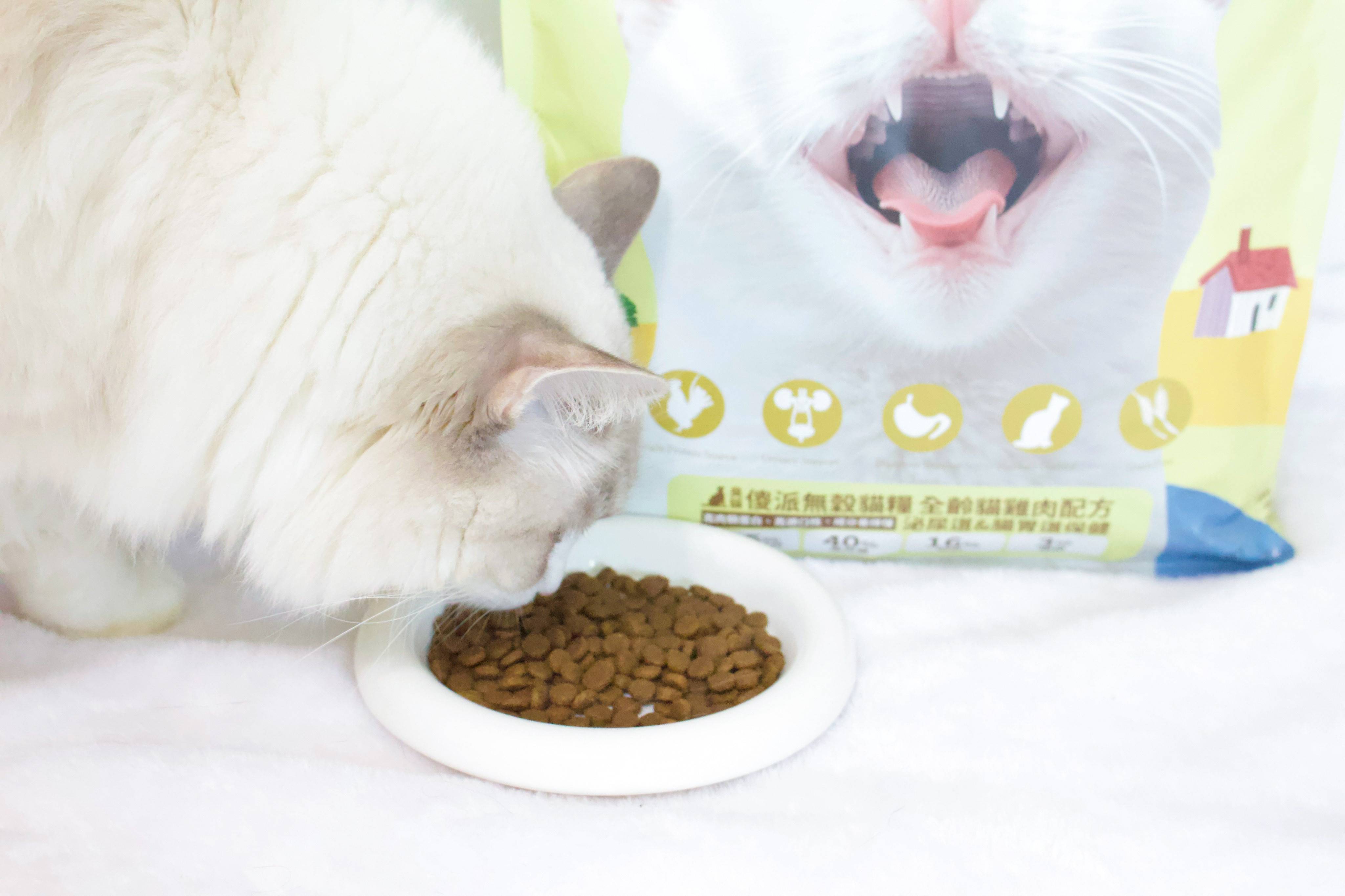 挑嘴貓飼料,挑嘴貓飼料推薦,傻派貓飼料,傻派,臭貓動物園