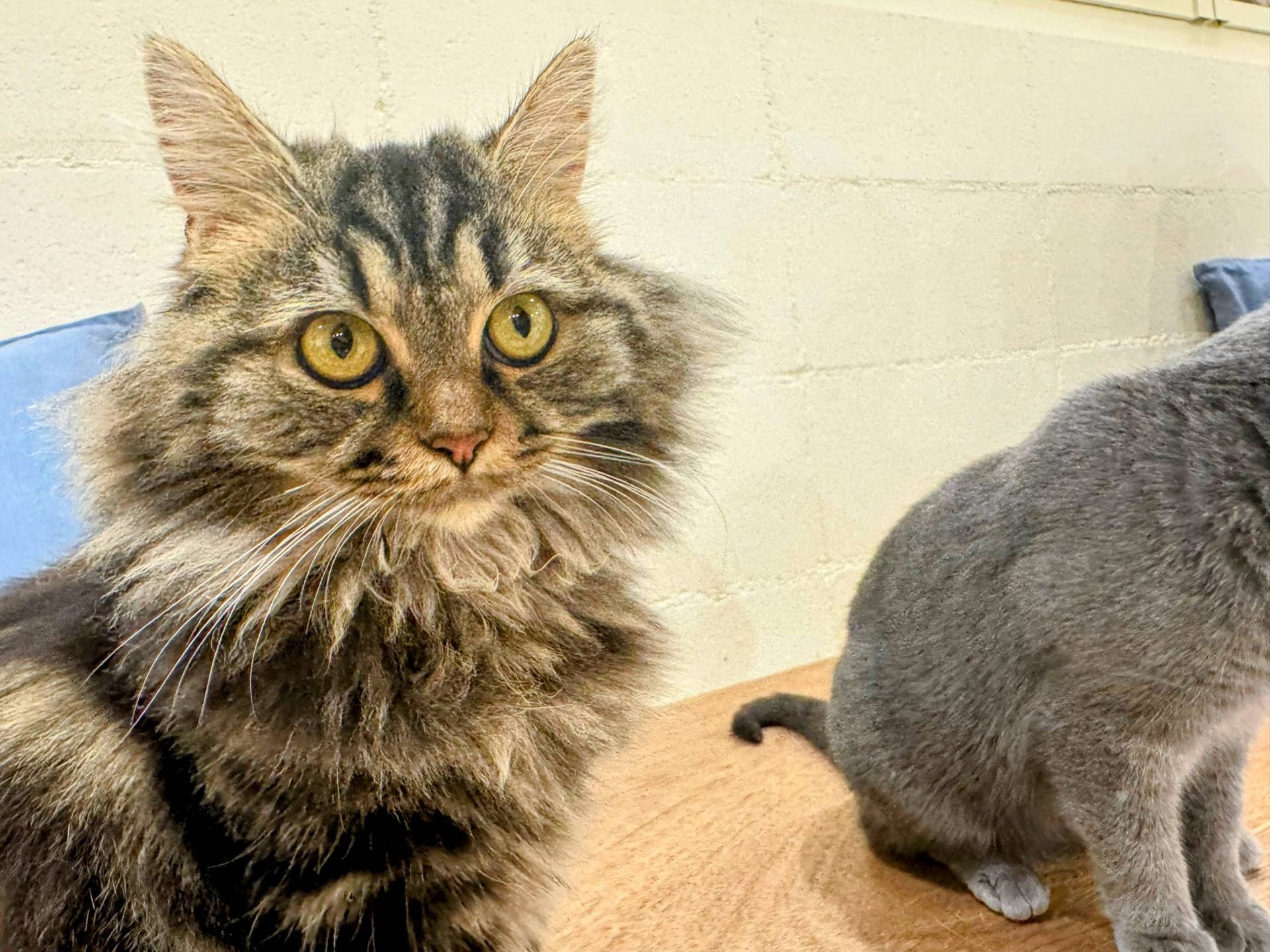 西伯利亞貓介紹：全面解析西伯利亞森林貓價格、個性特徵與飼養技巧