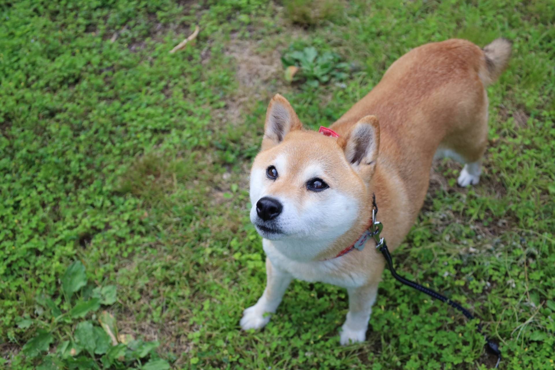 柴犬價格多少？從購買到飼養成本的全面分析