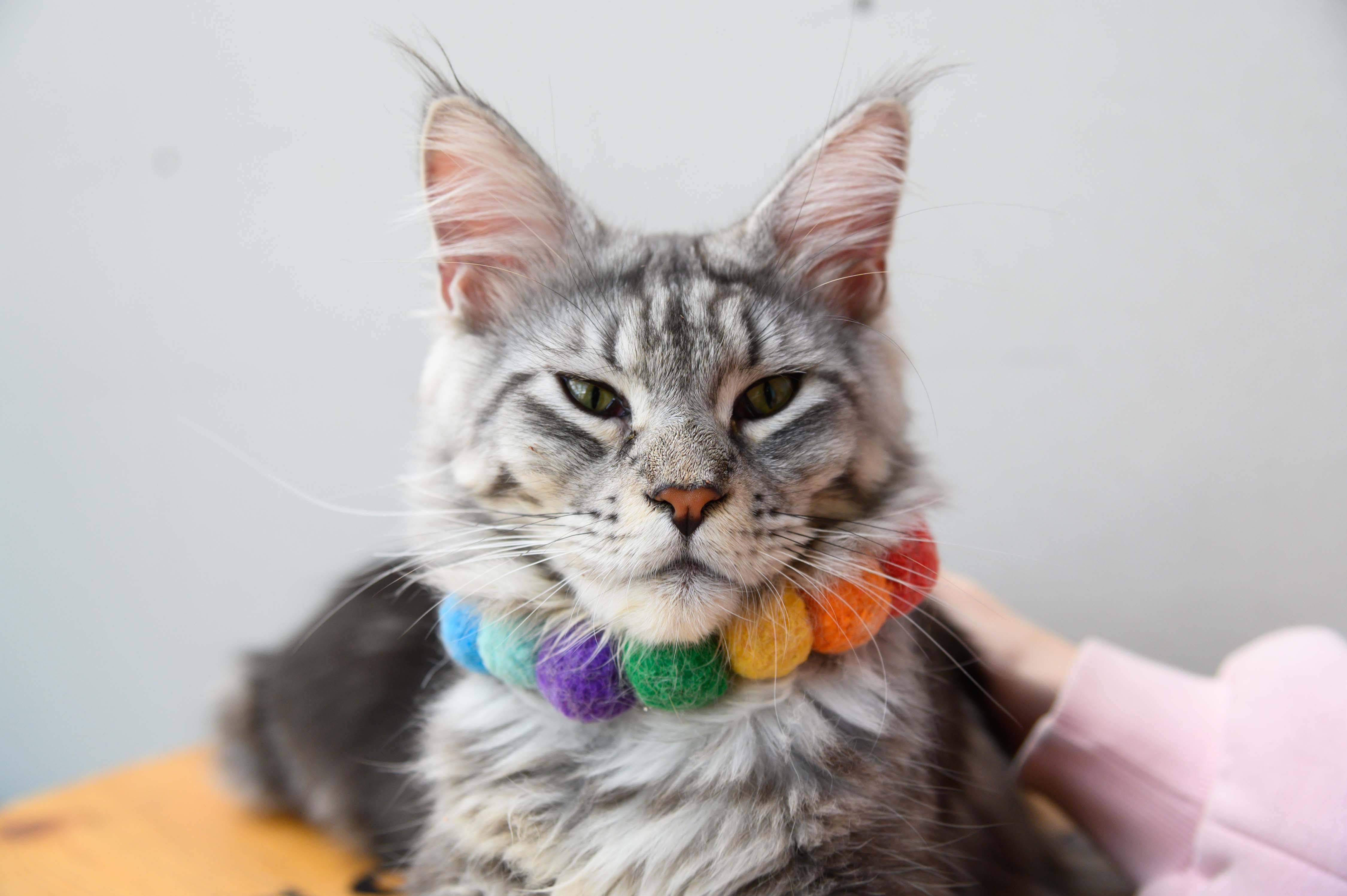 緬因貓價格大公開：全面認識霸氣又迷人的緬因貓