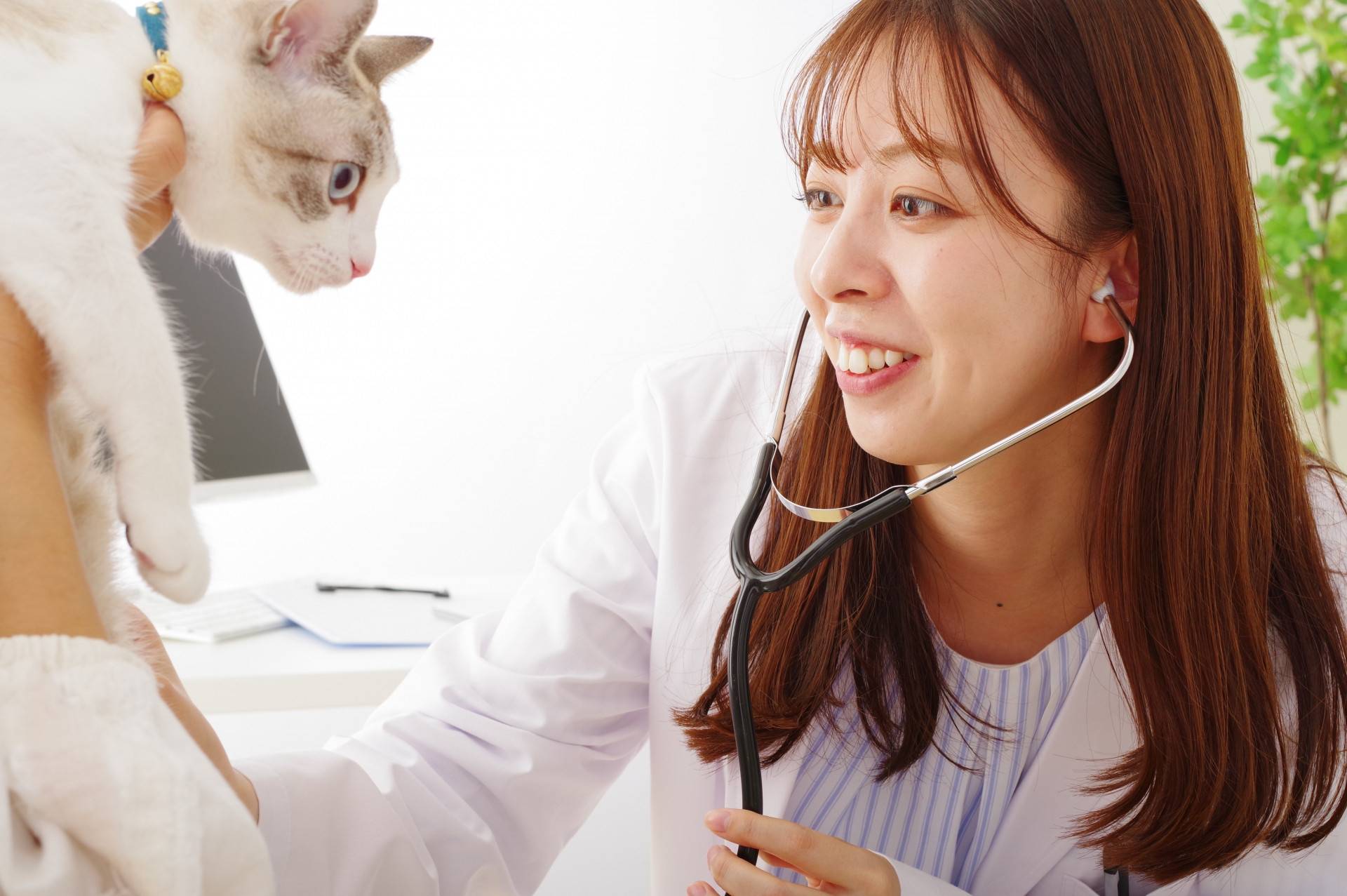 公貓結紮費用多少錢？2025年最新價格全解析