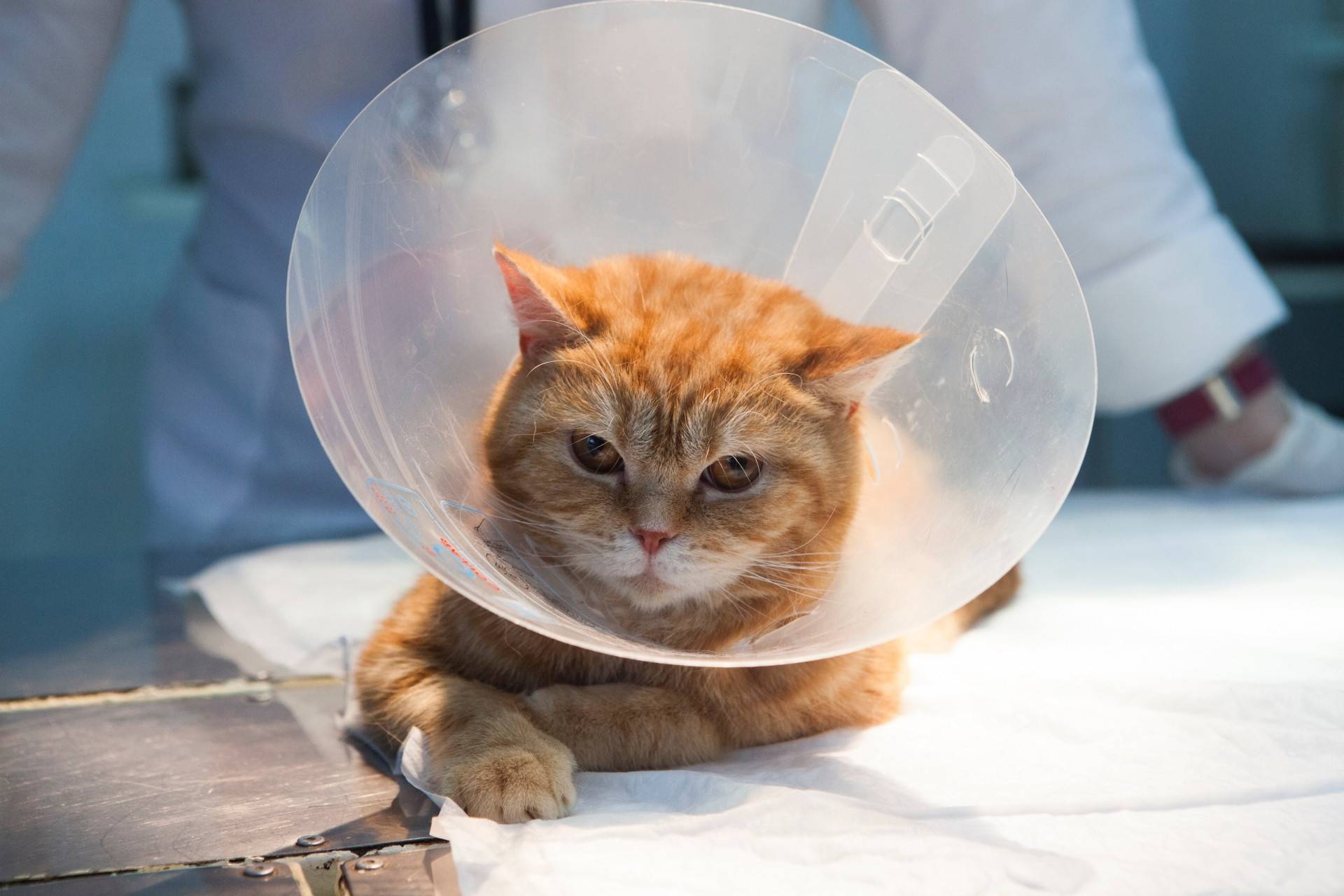 公貓結紮費用vs 母貓結紮費用：貓咪結紮費用差異、優缺點與補助資源