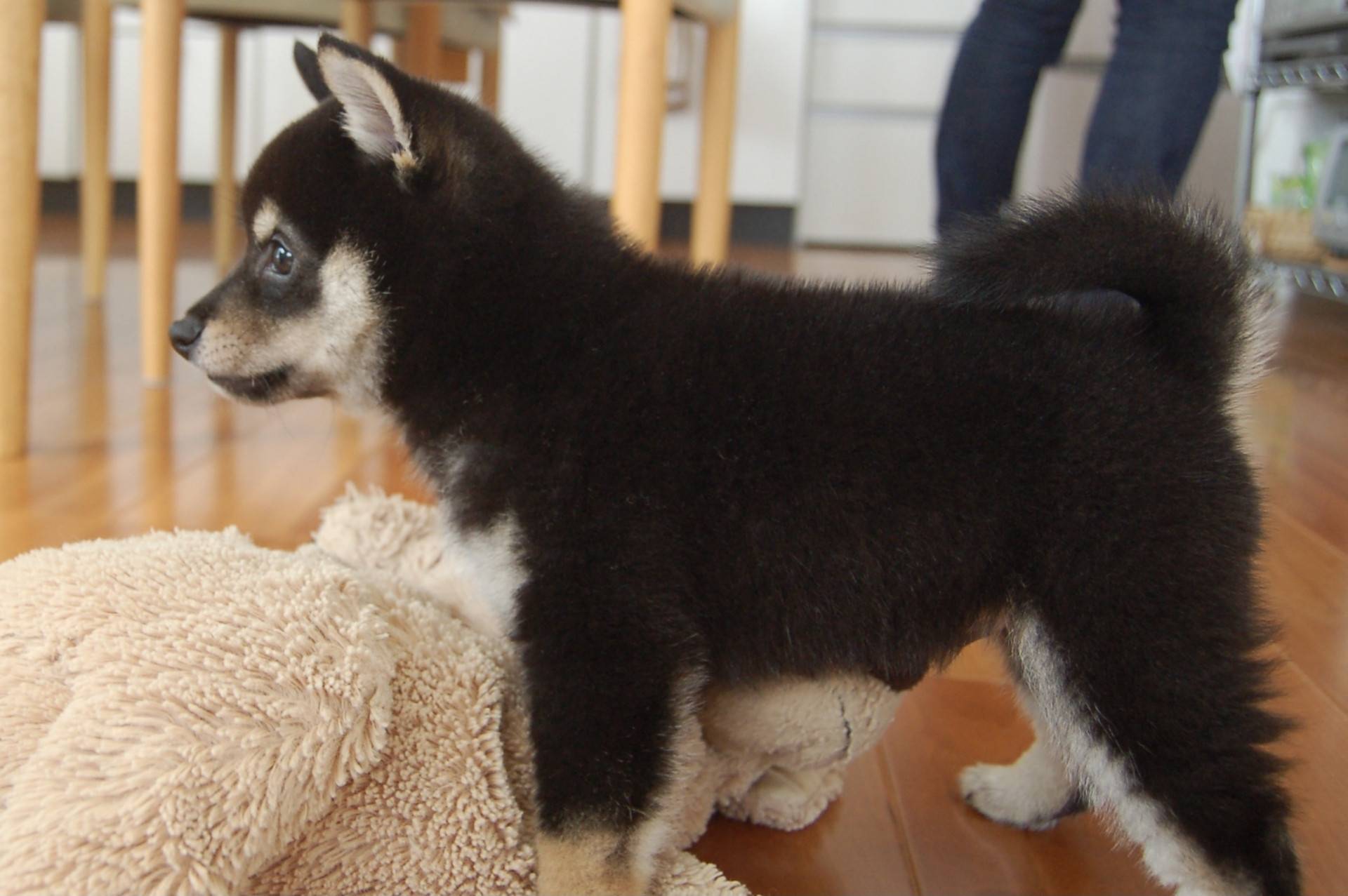 柴犬顏色會影響價格嗎？黑柴、白柴、豆柴、胡麻柴的價格差異解析
