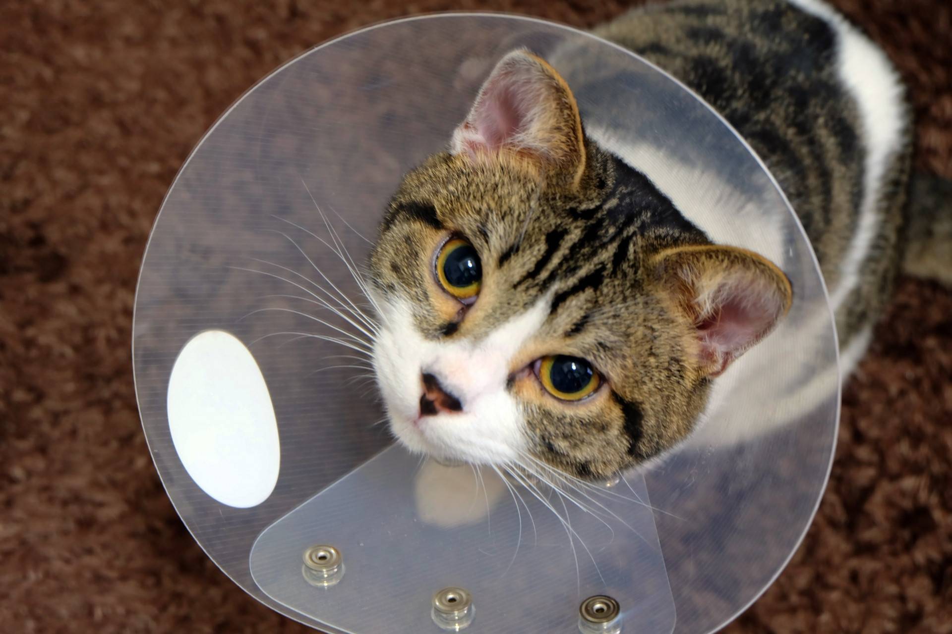 公貓結紮後遺症有哪些？術後常見問題與預防方法