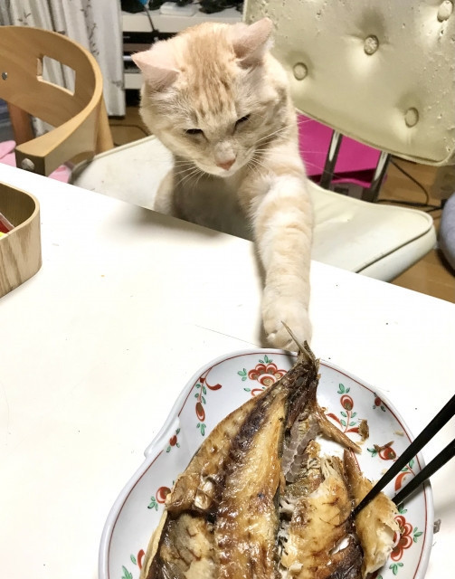 貓吃魚,貓吃魚可以嗎,貓吃魚好嗎,給貓吃生魚片可以嗎,給貓吃生魚片,貓吃生魚片,貓吃水煮魚,貓可以吃水煮魚嗎