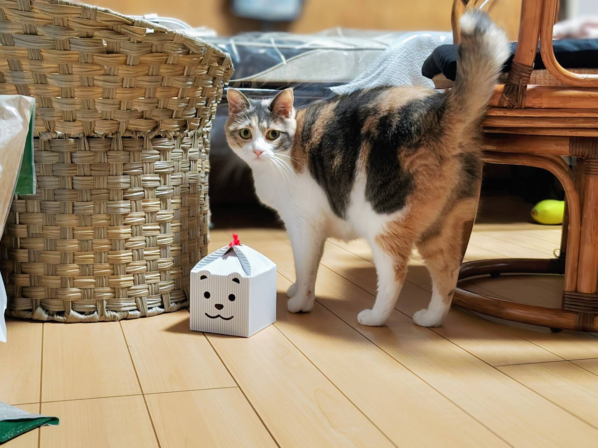 貓行為,貓的行為,貓行為解讀