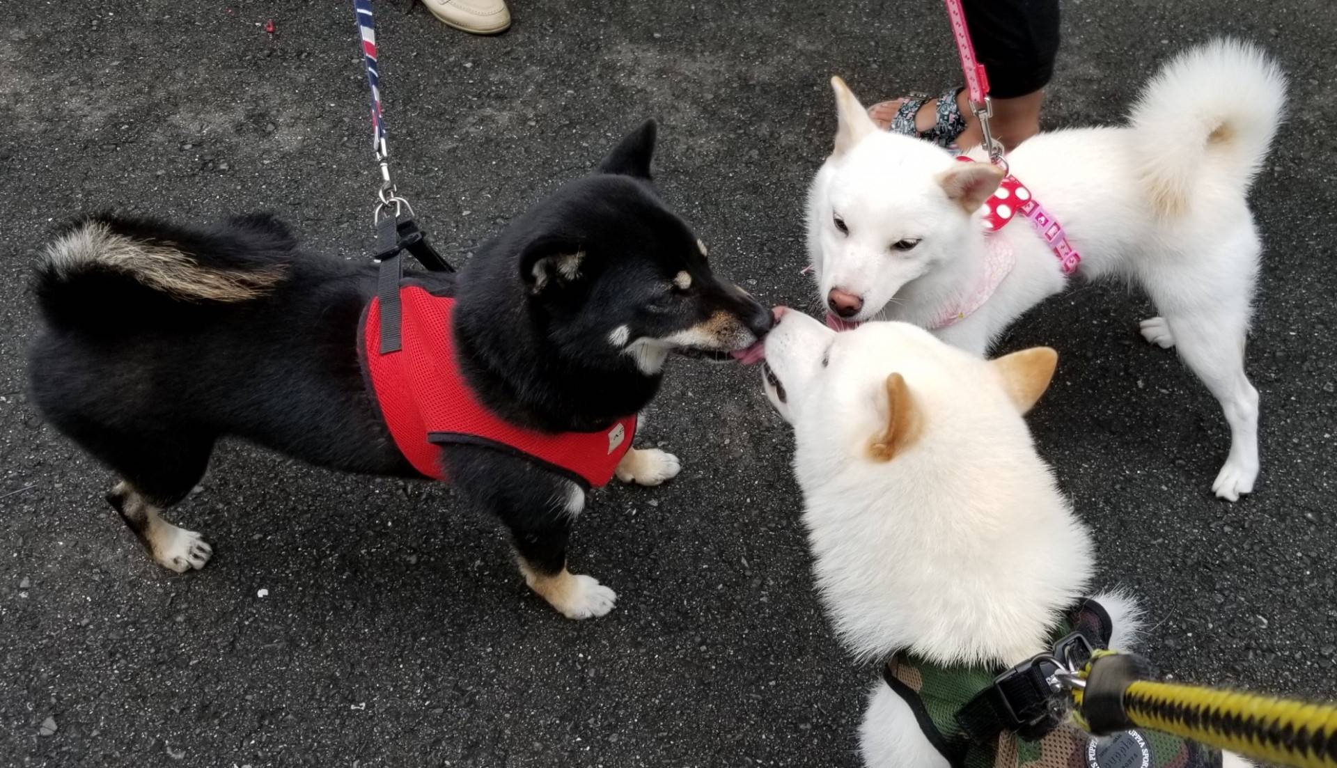 柴犬顏色圖鑑：黑柴犬、白柴犬、豆柴的差異大公開