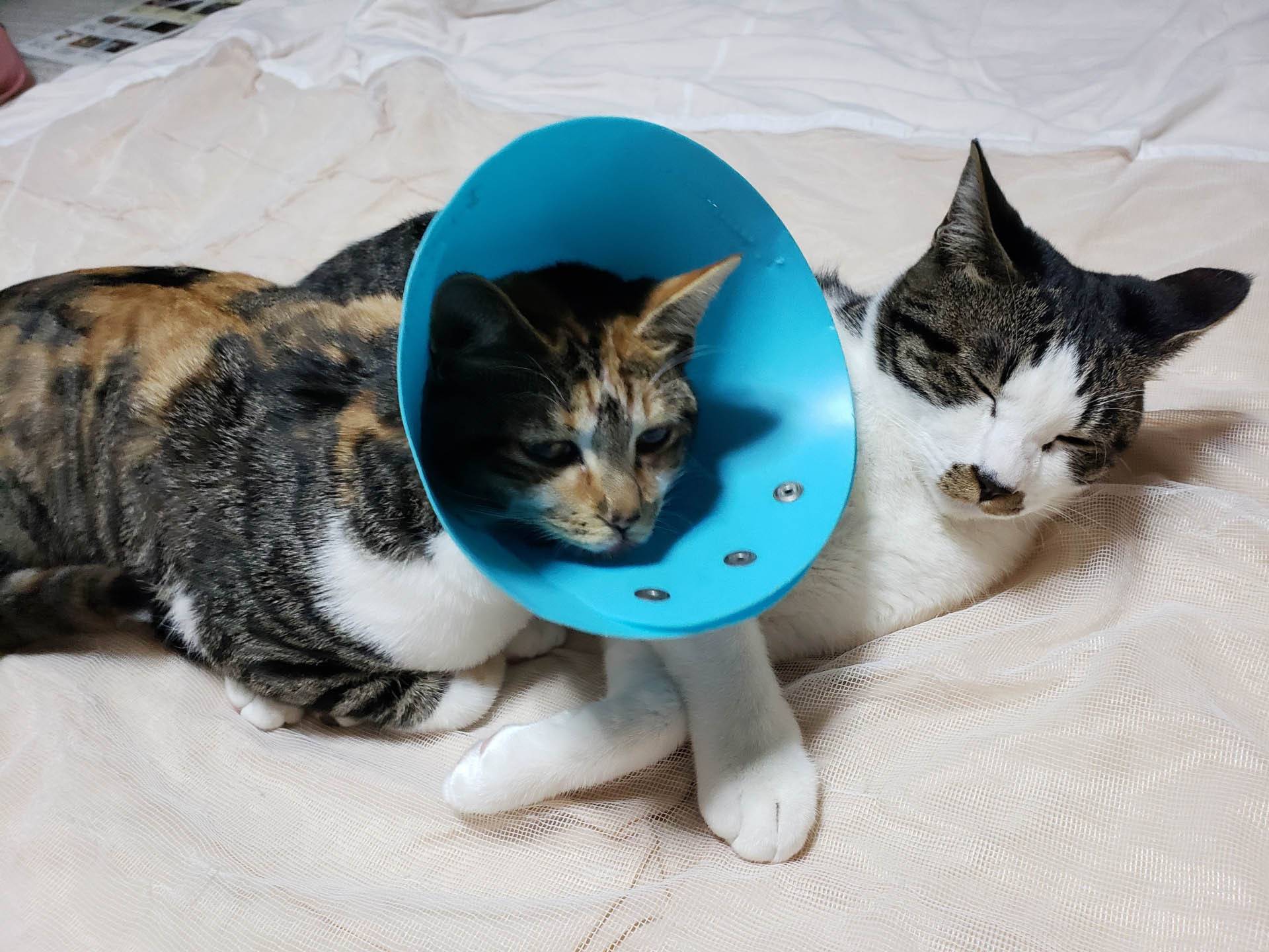 貓咪結紮費用一次多少？最新行情、流程與術後照護大公開