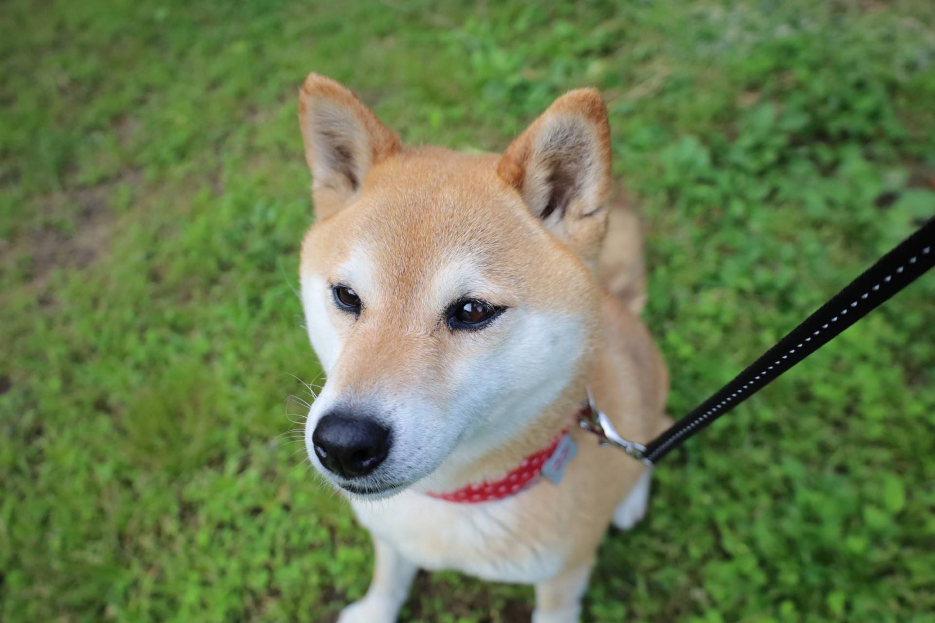 柴犬品種介紹：個性特徵、壽命、價格及飼養技巧全解析