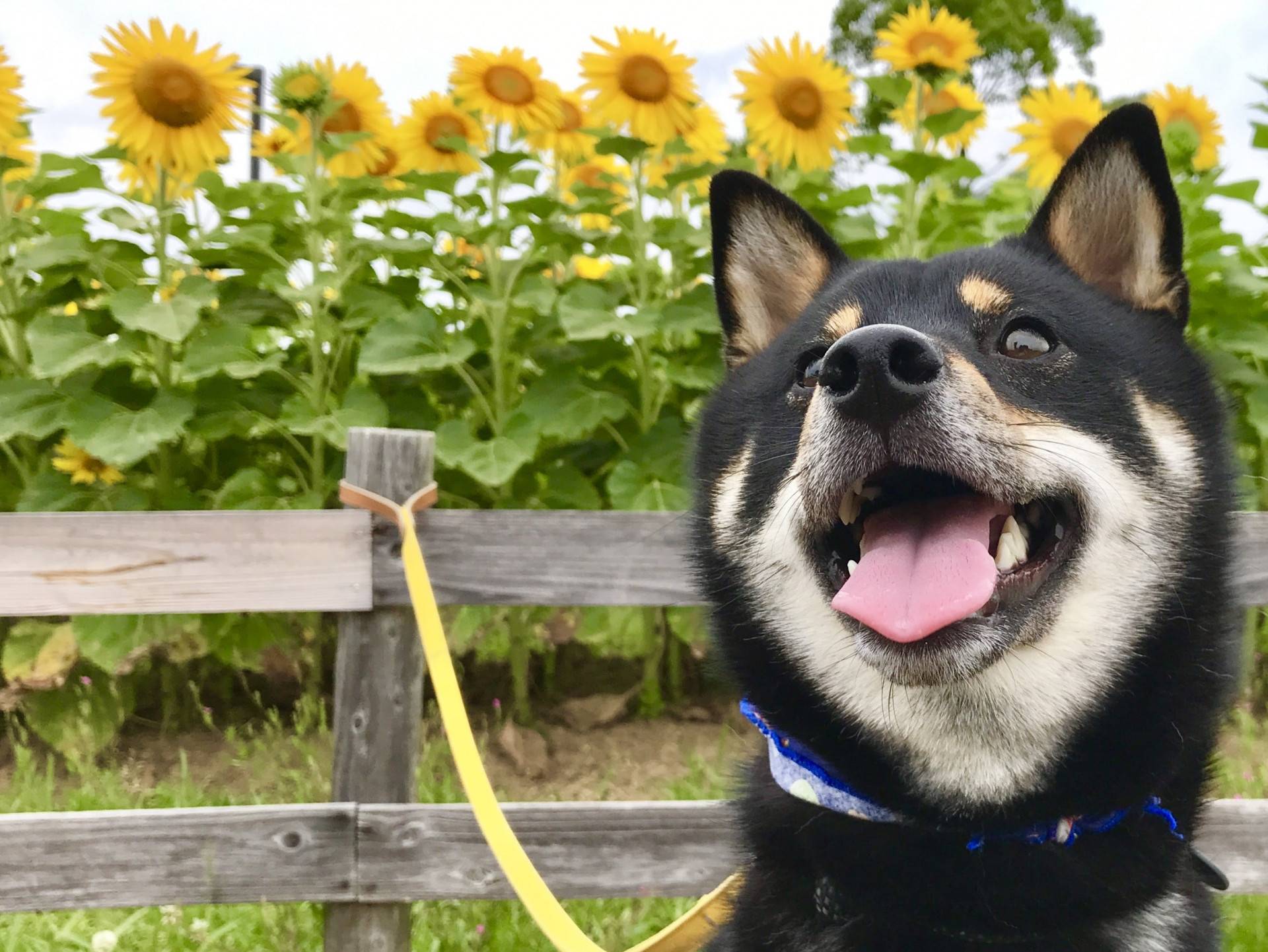 黑柴犬品種介紹：性格特徵、壽命、價格與飼養技巧解析