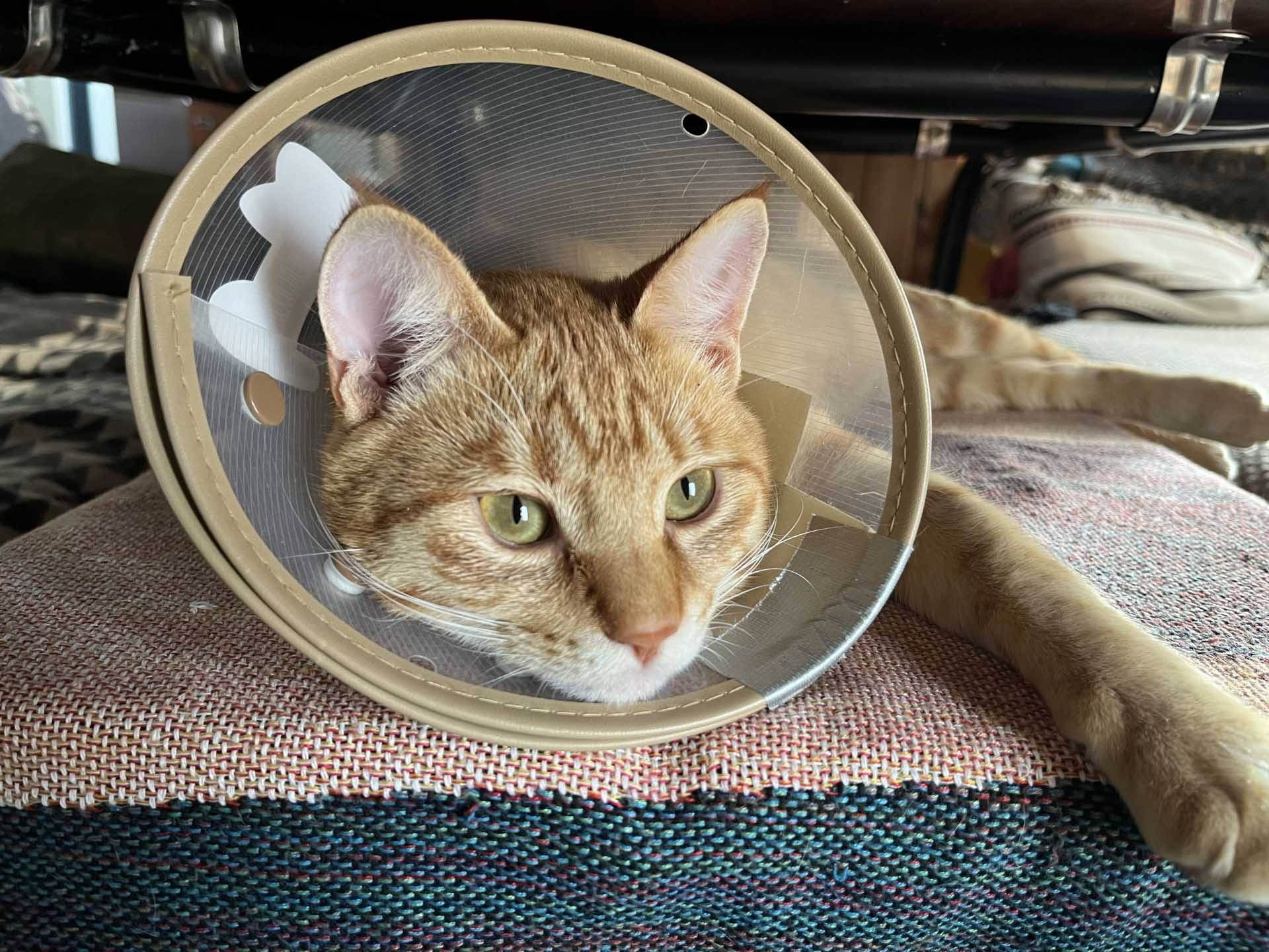 公貓結紮傷口裂開怎麼辦？常見原因與應急處理方法