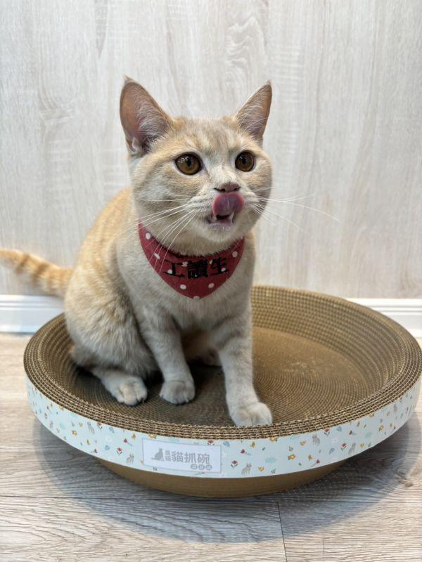 【臭貓動物園】高密度貓抓碗×4｜台灣製高密度不掉屑設計 貓,貓抓板,貓抓板哪裡買,貓抓碗,臭貓,臭貓動物園,貓抓板推薦,貓抓碗推薦,貓抓窩