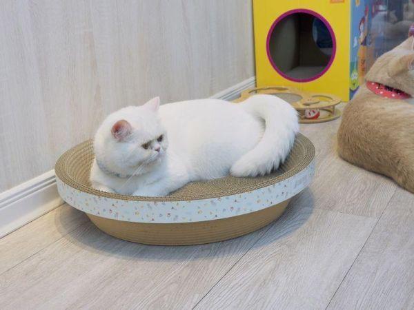 【臭貓動物園】高密度貓抓碗×4｜台灣製高密度不掉屑設計 貓,貓抓板,貓抓板哪裡買,貓抓碗,臭貓,臭貓動物園,貓抓板推薦,貓抓碗推薦,貓抓窩