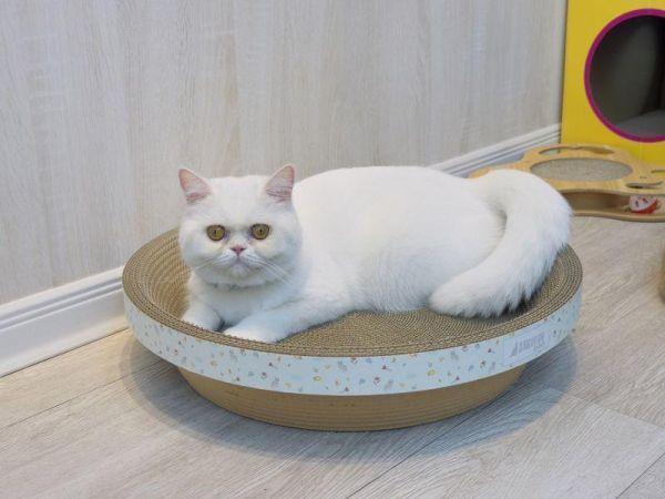 【臭貓動物園】高密度貓抓碗×4｜台灣製高密度不掉屑設計 貓,貓抓板,貓抓板哪裡買,貓抓碗,臭貓,臭貓動物園,貓抓板推薦,貓抓碗推薦,貓抓窩