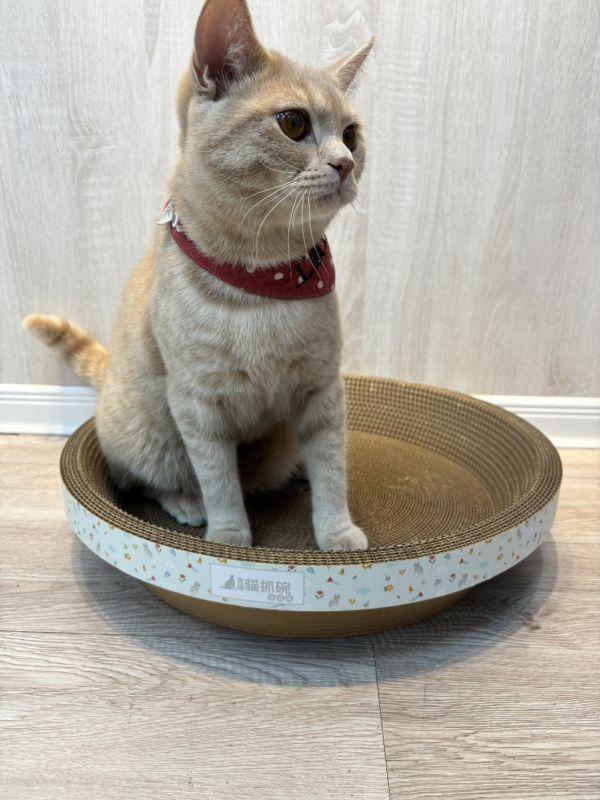 【臭貓動物園】高密度貓抓碗｜台灣製高密度不掉屑設計 貓,貓抓板,貓抓板哪裡買,貓抓碗,臭貓,臭貓動物園,貓抓板推薦,貓抓碗推薦,貓抓窩