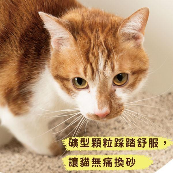 [線上寵物展] 4/8(三)12:00前 撥撥貓砂-每包2.2kg(6包組)-免運加贈【紅玉雞雞胸丁】凍乾1包 貓砂,木薯,撥撥貓砂,天母棒球場,貓沙,砂盆,貓