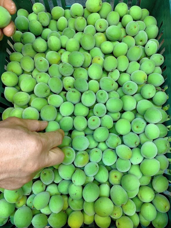 高山青梅(脆梅熟度) 高山青梅