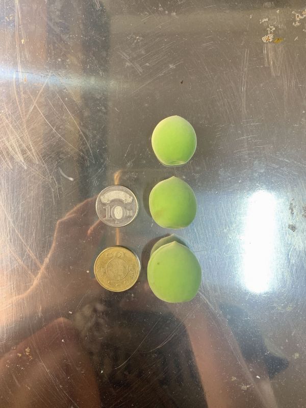 高山青梅(脆梅熟度) 高山青梅