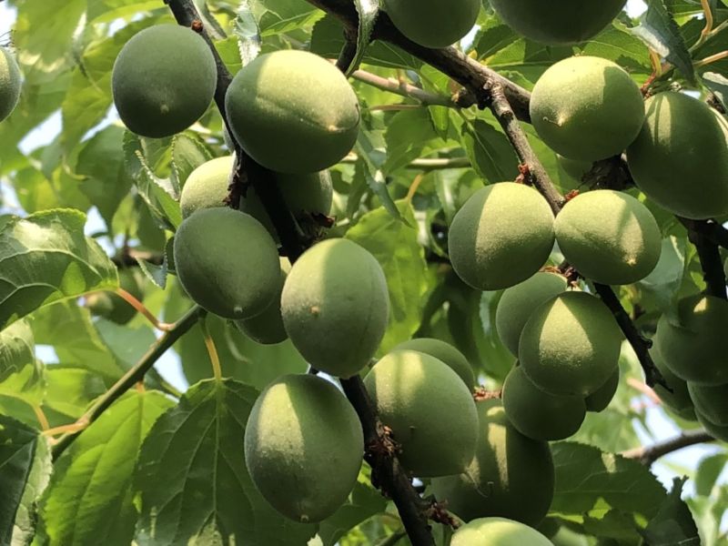 脆梅手做DIY(20斤）免費殺青(套組) 