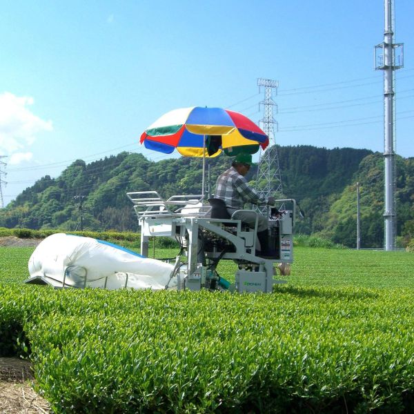 日本 丸福茶館 2025 新茶 牧之原 100g 靜岡 綠茶 深蒸茶 深蒸綠茶 日本茶 日本綠茶 回甘 甘醇 茶香 清新【小福部屋】 