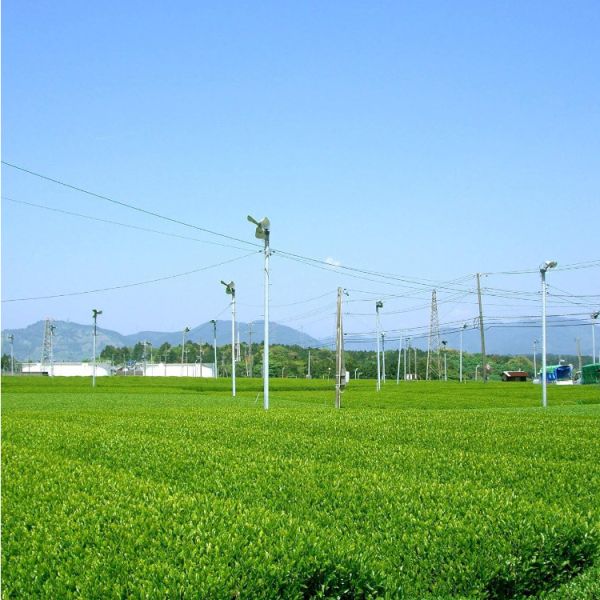 丸福茶館 日本製新茶 牧之原 2025 100g 日本新茶,靜岡新茶,牧之原深蒸茶,丸福茶館,掛川綠茶,日本茶推薦,春摘新茶,日本茶葉100g,甘醇回甘綠茶,日式煎茶
