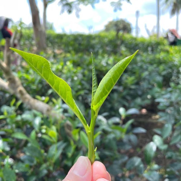 日本 TEARTH 蜂蜜紅茶  28袋入 袋裝 檸檬紅茶 錫蘭紅茶 蜜桃草莓 蘋果茶 日本,TEARTH,蜂蜜紅茶,茶包,午茶,沖泡,茶包