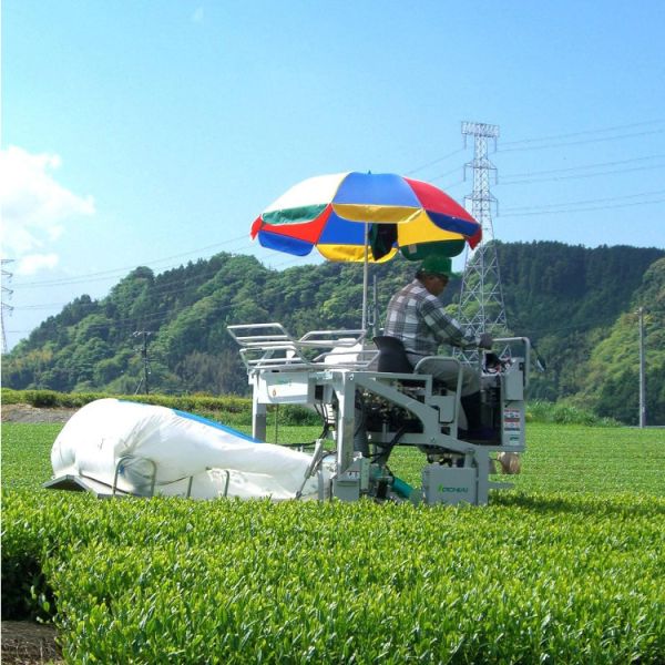 丸福茶館 日本製新茶 牧之原 2025 100g 日本新茶,靜岡新茶,牧之原深蒸茶,丸福茶館,掛川綠茶,日本茶推薦,春摘新茶,日本茶葉100g,甘醇回甘綠茶,日式煎茶