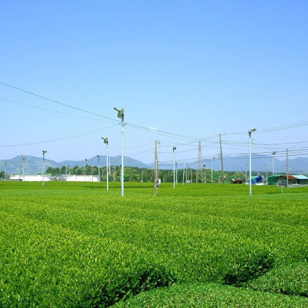日本 丸福茶館 2025 新茶 牧之原 100g 靜岡 綠茶 深蒸茶 深蒸綠茶 日本茶 日本綠茶 回甘 甘醇 茶香 清新【小福部屋】 