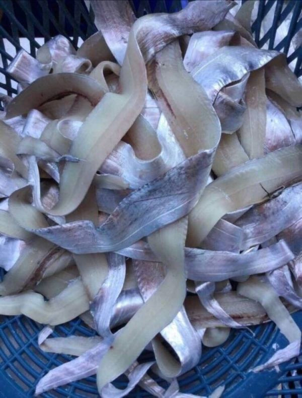 台灣白帶魚清肉每包200元【包裝規格】: 每包1000g 