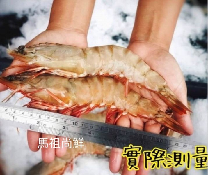 野生肥豬蝦 熱賣的【野生肥豬蝦】‼‼  每盒560元  【商品規格】：  每盒 淨重500g/5~6隻   【進口產地】：菲律賓 
