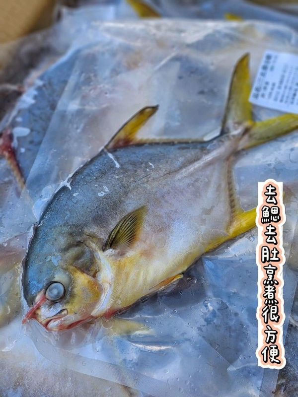 台灣純海水生長 黃金鲳 (原價350元)  只要280元 每隻超過600g以上無包冰純重呦【產地】：台灣 