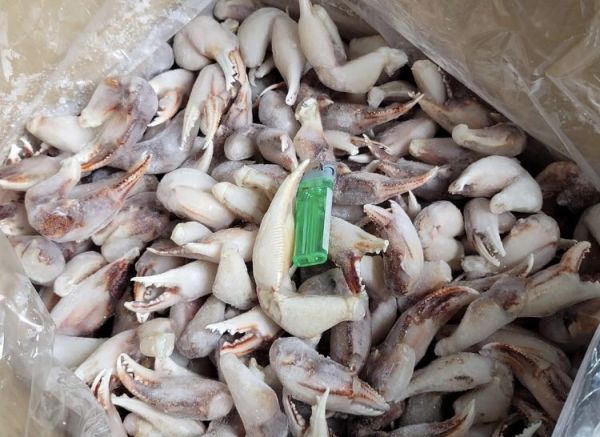 沙市腳超大 每袋只要1000元  每袋約40隻蟹鰲，2kg±10% 