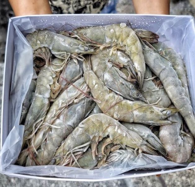 活凍大白蝦 每盒300元【商品規格】：每盒600g±10%    約18-20隻  【進口產地】：泰國 