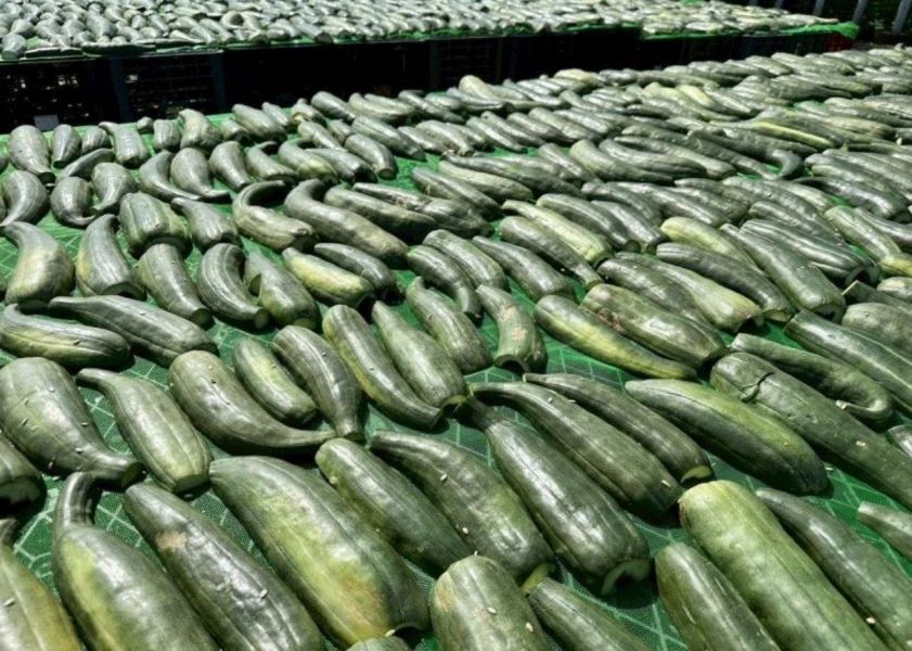 富美×阿嬤的瓜仔肉 