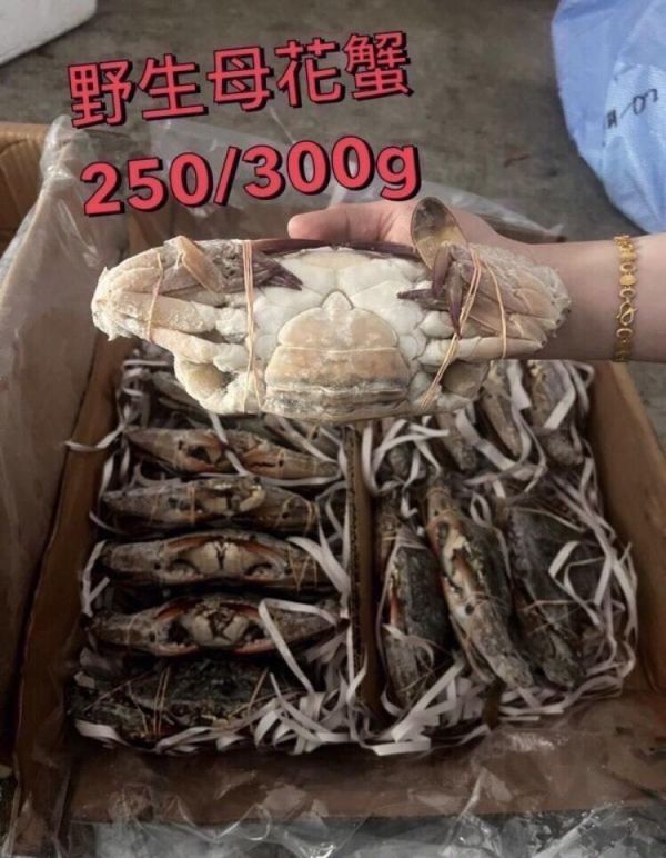 佐渡野生母花蟹5隻（每隻250-300g) 