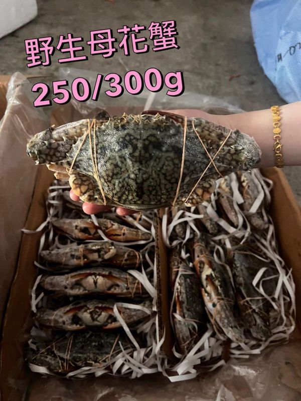 佐渡野生母花蟹5隻（每隻250-300g) 