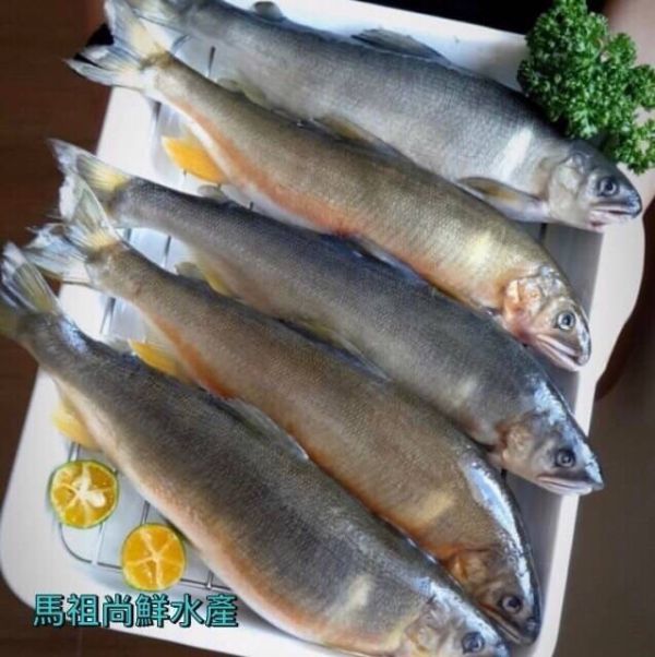 巨無霸(母)香魚每盒600元  【商品規格】：每盒900g4~5尾   【產地】：台灣 