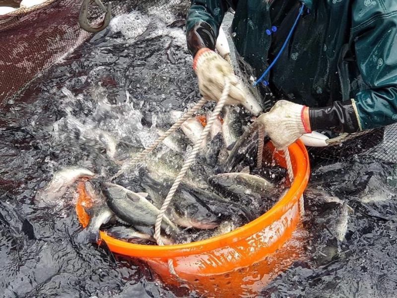 宜蘭山泉鱸魚-1尾200元   特價5尾900元蝴蝶切彩色真空袋/純重無包冰 每尾550-600g 肥美   整箱購買另有優惠價 