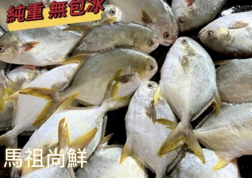 台灣純海水生長 黃金鲳 