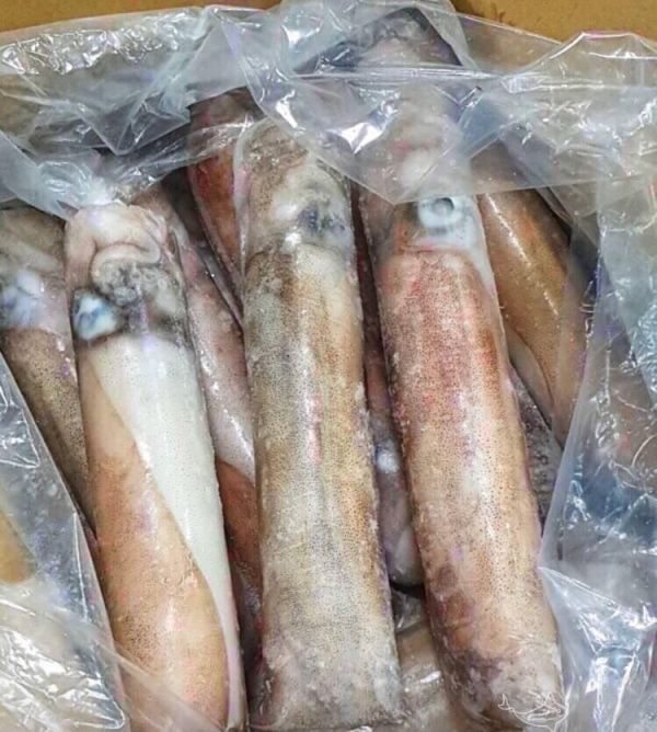 黑金剛活凍軟絲 特價 3隻1100元（每隻600-800g） 