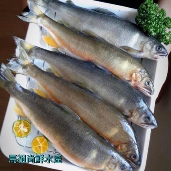 宜蘭湧泉抱卵 (母) 香魚 5p 