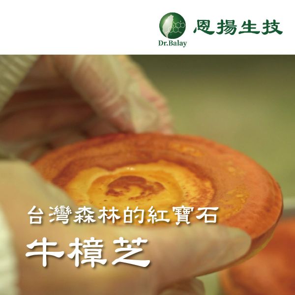 牛樟芝子實體單方滴粒（100粒/瓶、1瓶/盒） 恩揚,牛樟芝,子實體,滴粒,滴丸,牛樟芝功效,牛樟芝三萜類,牛樟芝菌絲體,牛樟芝子實體滴粒