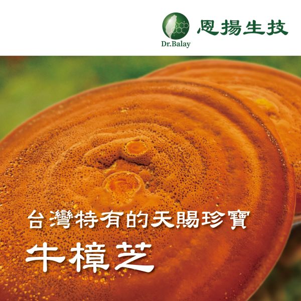 蓬萊芝寶 牛樟芝（30顆/盒） 牛樟芝,子實體,蓬萊芝寶,牛樟芝功效,高倍濃縮,牛樟芝三萜類,牛樟芝價格,最頂級