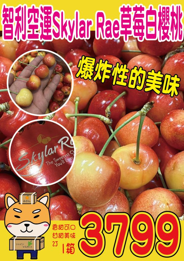 [甜酸濃郁]智利空運SKYLAR RAE草莓白櫻桃 智利空運SKYLAR RAE草莓白櫻桃