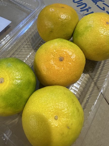 [甜酸濃郁]熊本早生蜜柑嚐鮮盒 熊本早生蜜柑嚐鮮盒